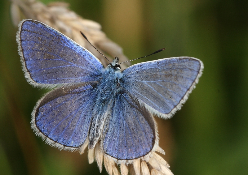 Gorse Hill Nature Reserve